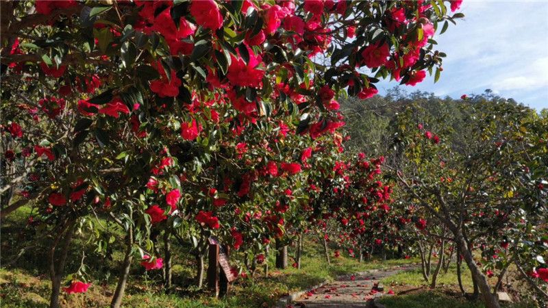 新昆楚大高速楚雄昆明入口,新昆楚大高速楚雄段