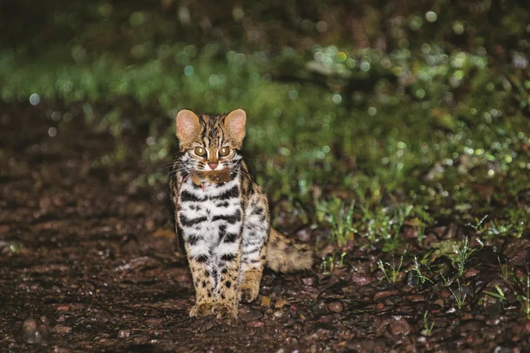 中国有13种猫科动物,中国大猫猞猁图书