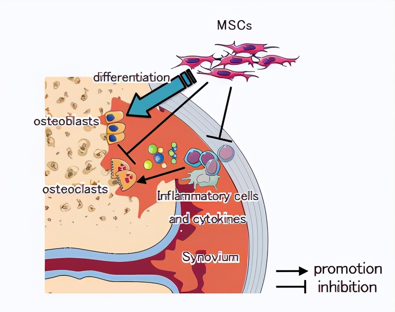 日本干细胞治疗信息,日本干细胞临床治疗