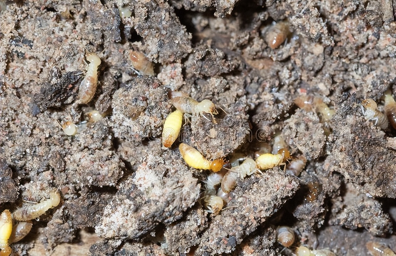 家里为什么会有白蚁？白蚁进入家里的主要原因