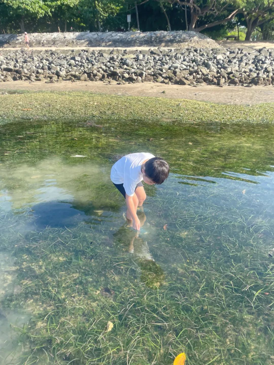 赶海被海胆刺到,赶海被海葵蜇伤