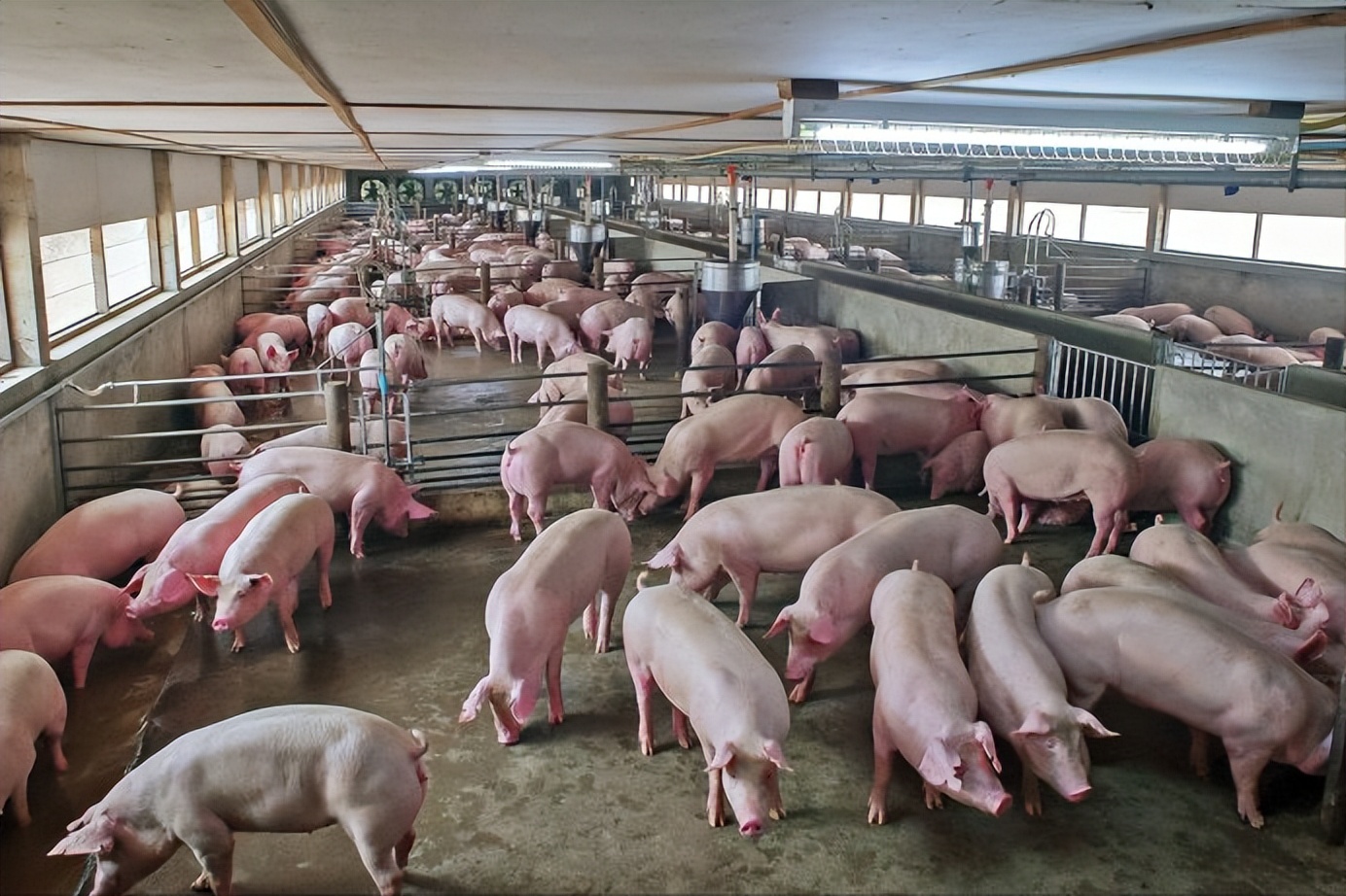 2022年猪价什么时候能反弹,生猪连跌6周猪周期拐点到了吗