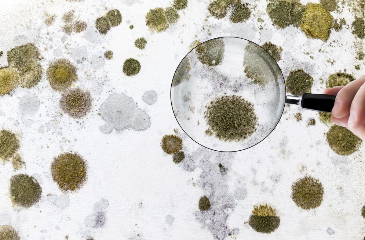 饭盒的密封圈有霉菌怎么洗干净,密封圈有霉菌怎么去除