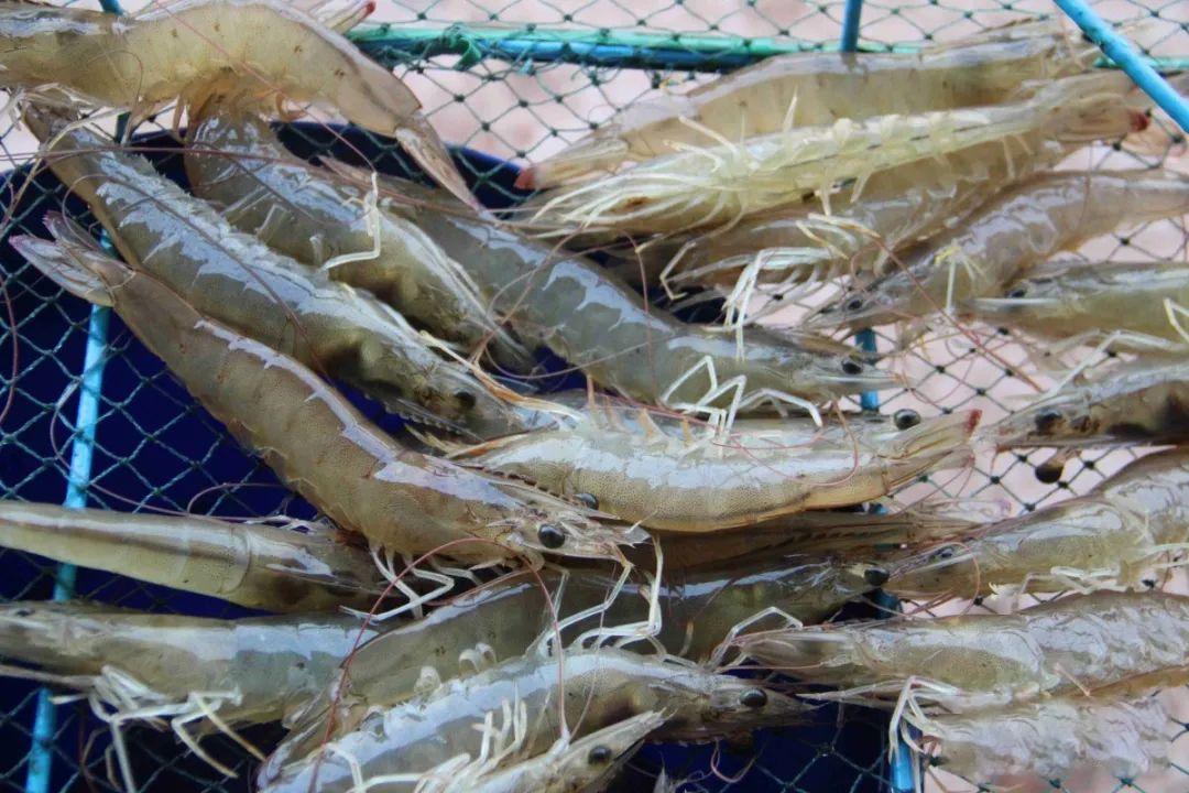 南美白对虾养殖后期的喂料,养殖南美白对虾多少天喂料