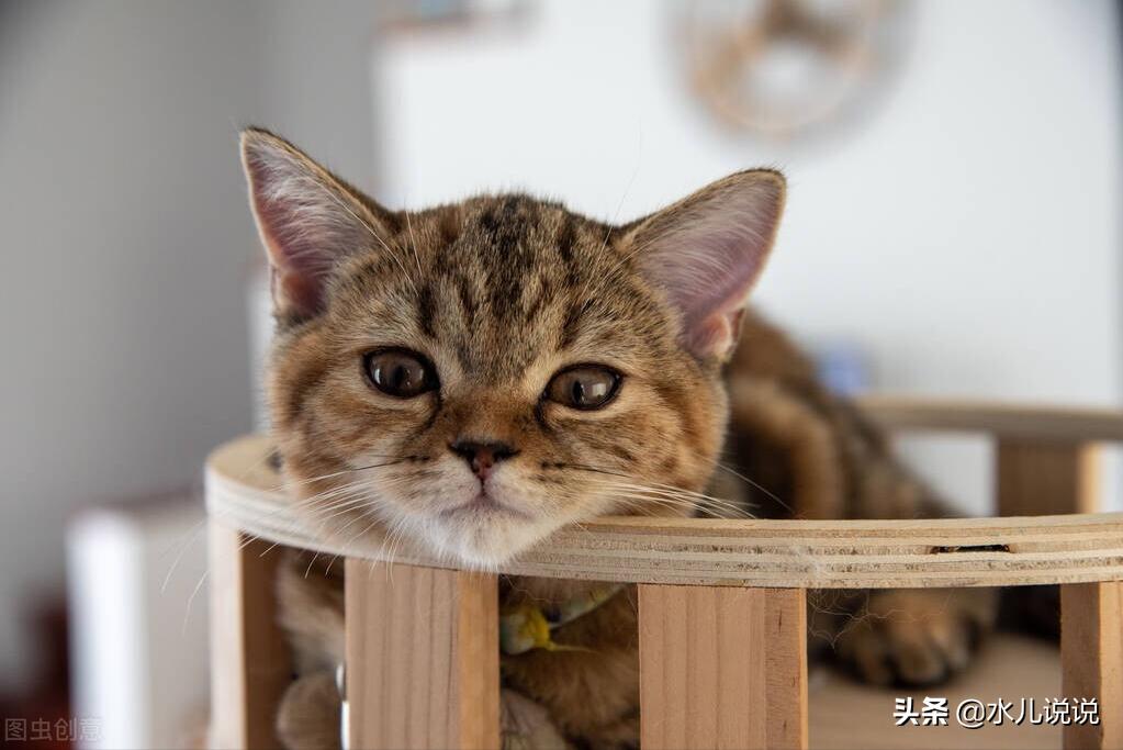 故事:她是叛逆想逃的暗卫,却被高冷统领俘获芳心(已完结)