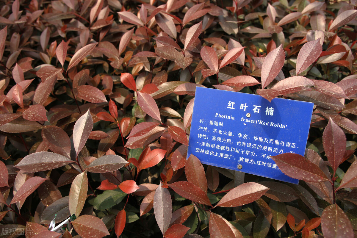 如何分辨红叶石楠的叶子是红是绿,红叶石楠哪一个品种最红