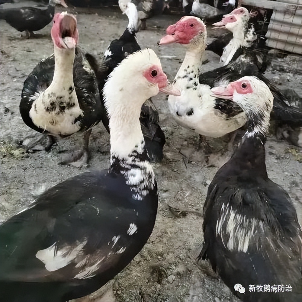 小鸭子很虚弱趴在地上鸭子突然瘫痪了然后死亡小鸭子不精神一直卧