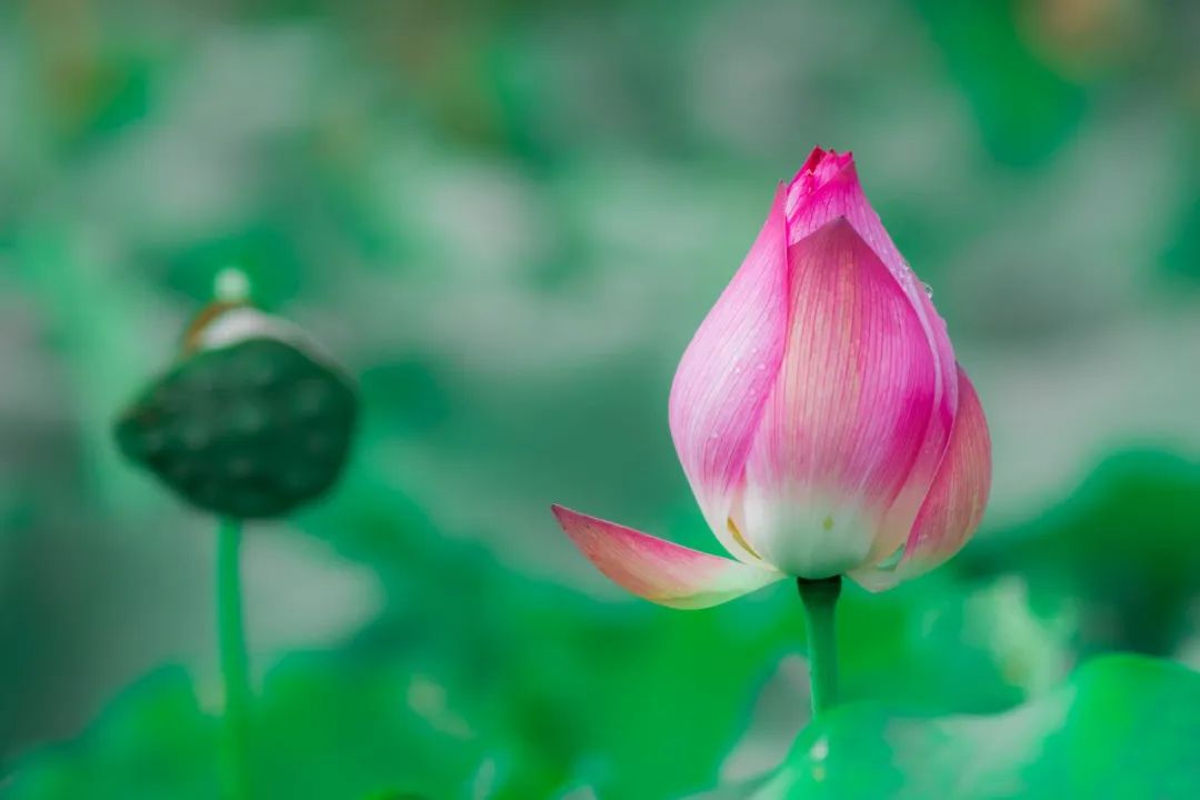关于荷花绝美的诗句,十首荷花诗词唯美了整个夏天