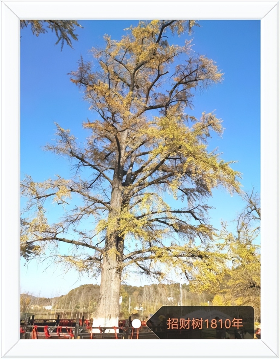 中国千年银杏谷住宿,中国千年银杏谷