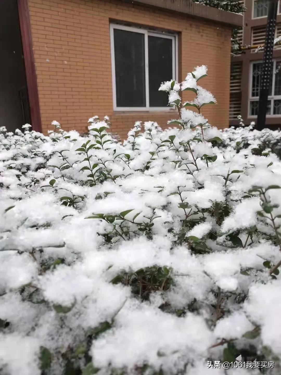 西安一小区物业免费为业主送菜,西安一小区物业给业主送温暖