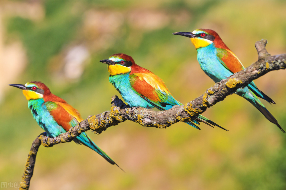 最美罕见的小鸟,全世界最罕见的小鸟