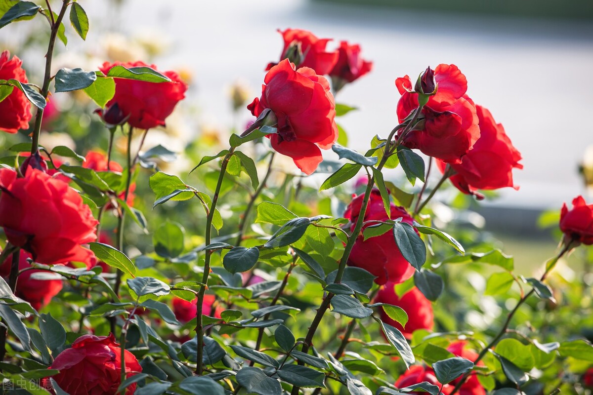 心里是你眼里是你梦里是你句子,心里是你梦里是你手势舞