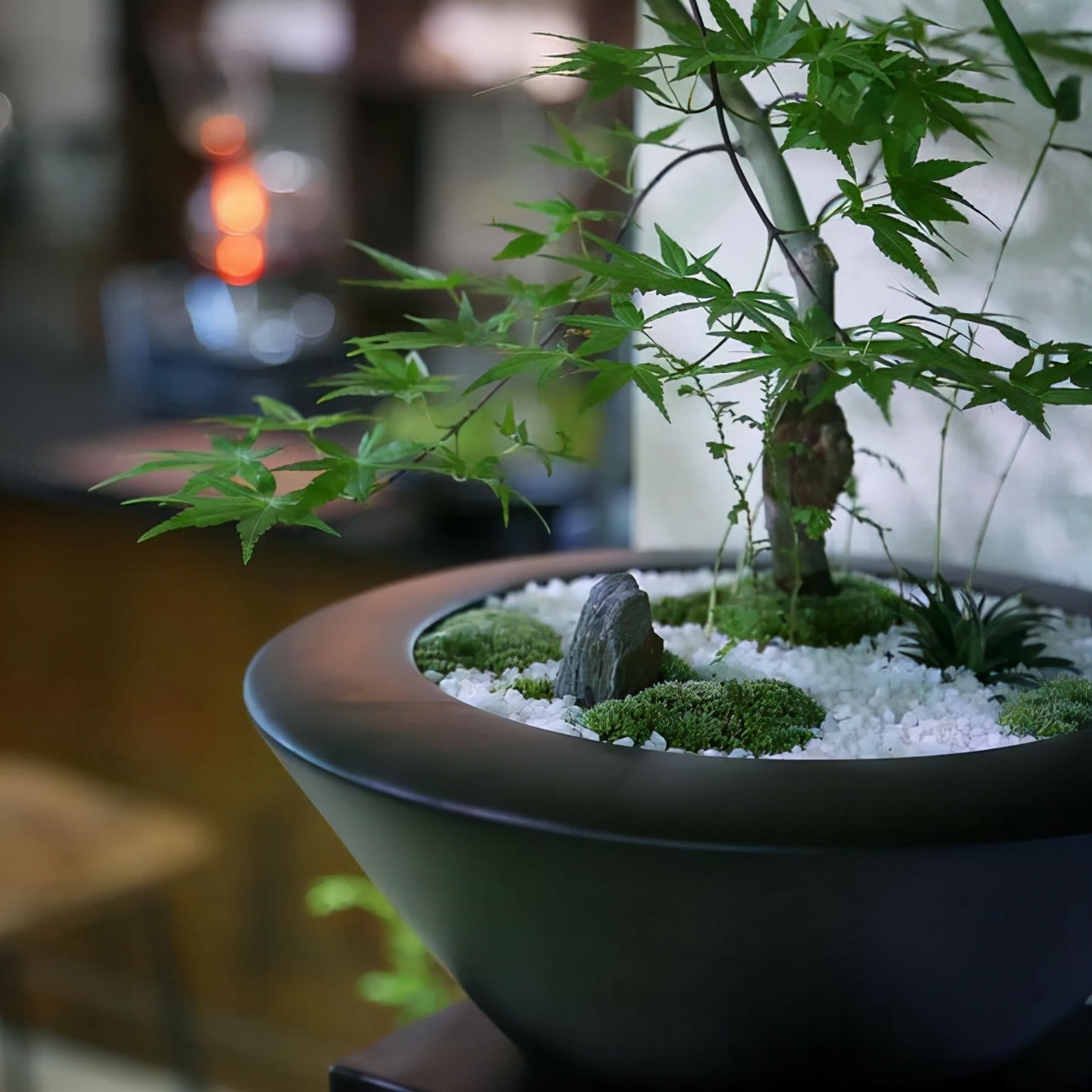 为什么苔藓养不活,苔藓为何养不活