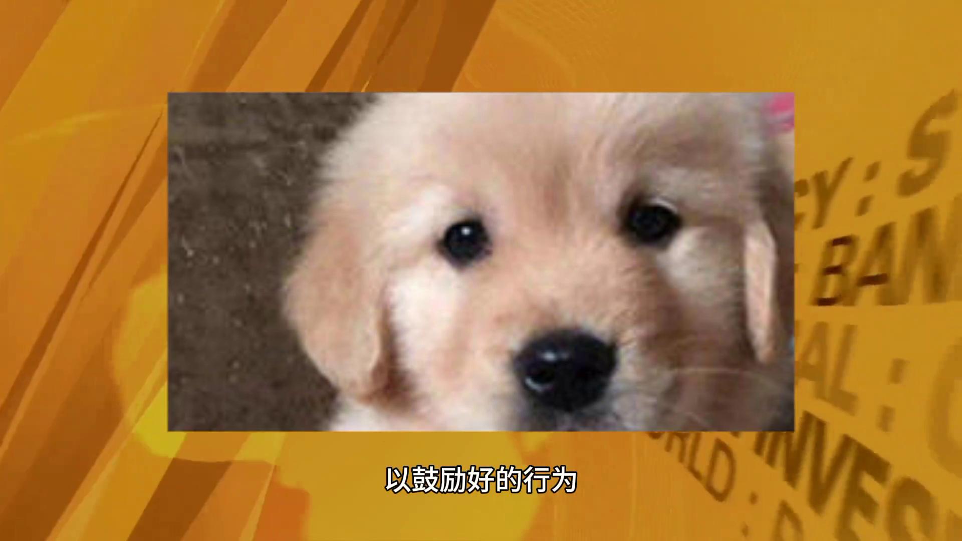 金毛一岁半了还不听话怎么办,狗狗金毛怎么教才会听话