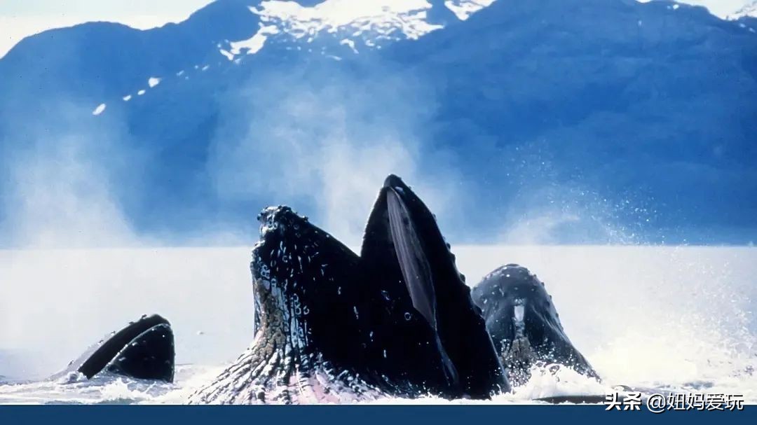 这几部口碑爆棚的宝藏纪录片,国庆孩子必看的8部神级纪录片