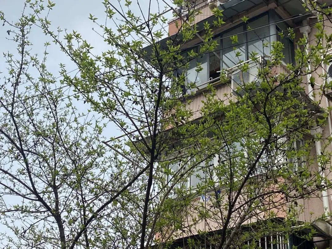 错过了一个秋天,错过了一个春秋