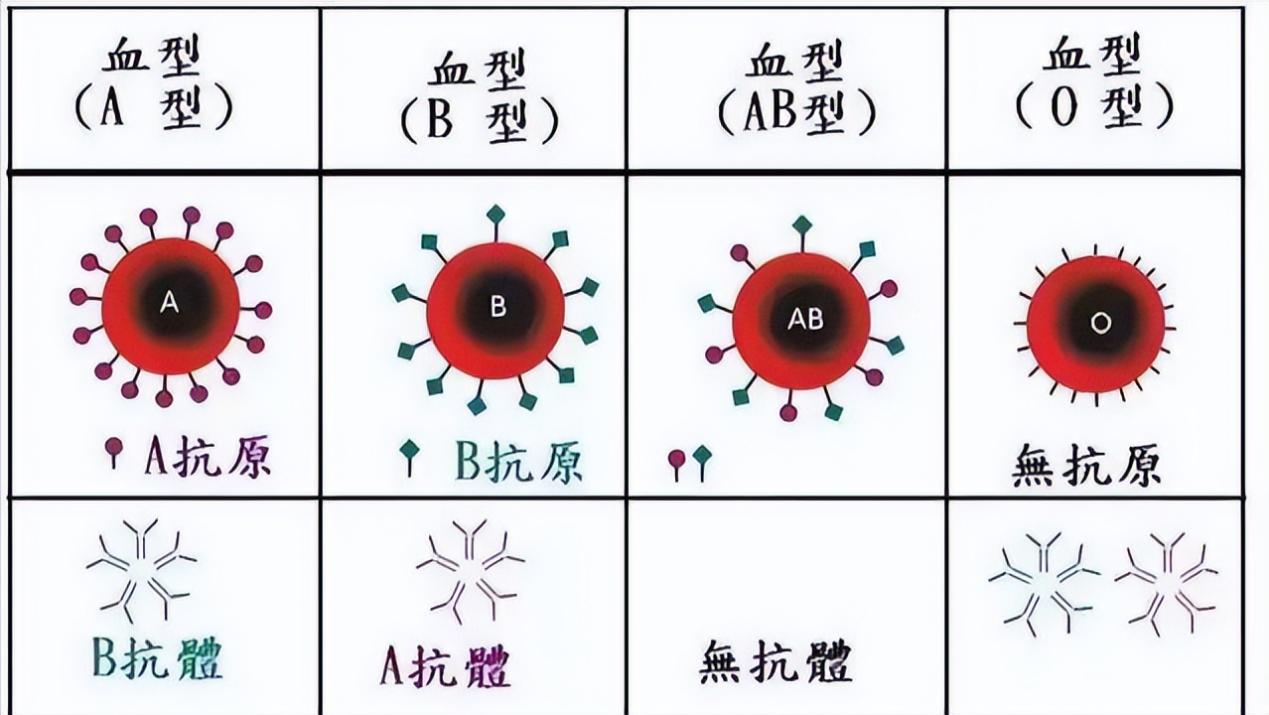 四种血型哪种血型容易得癌症,与癌症相关的血型是什么