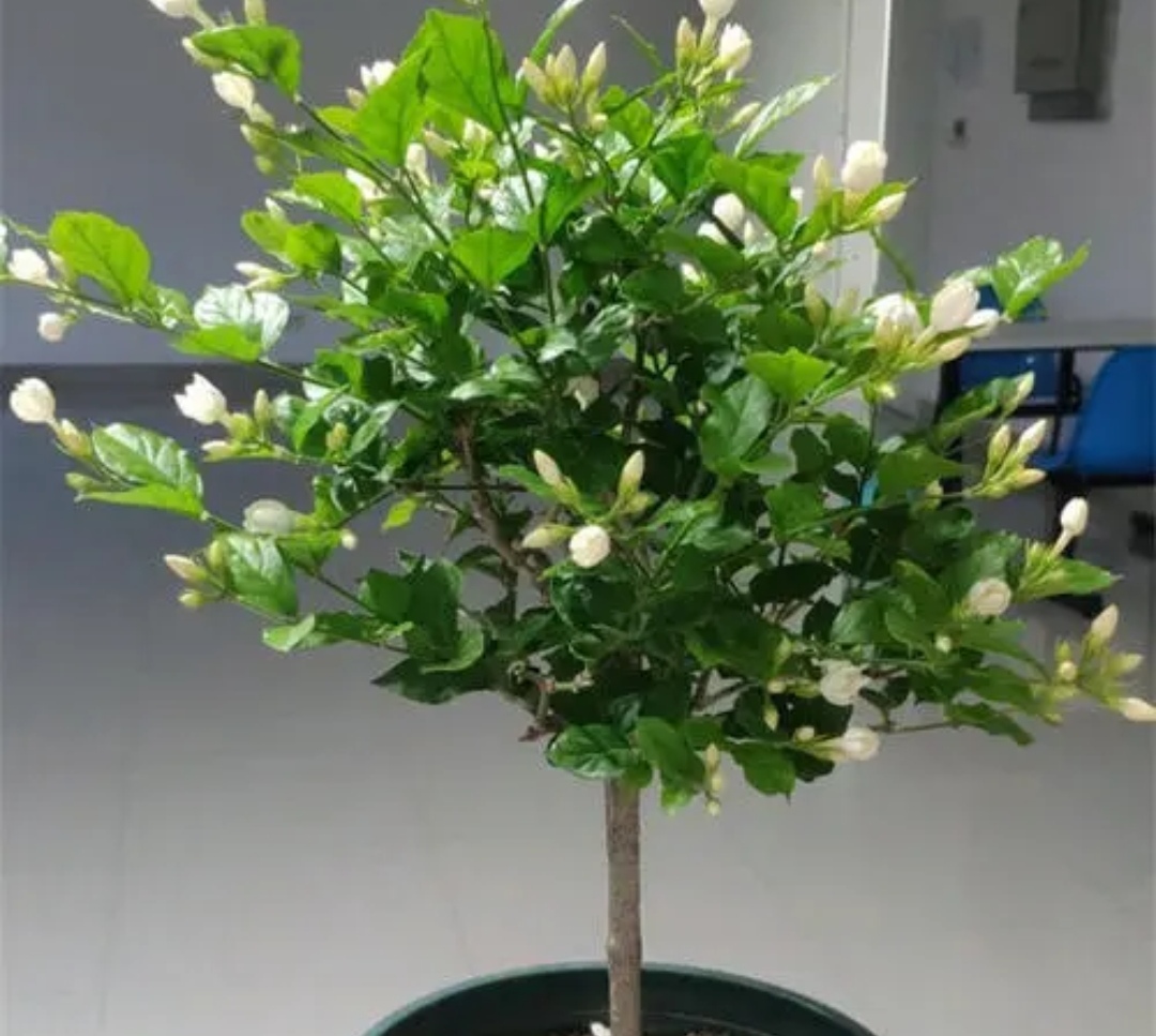 四种花旺财又养人,人养花花养人这15种花越养越干净