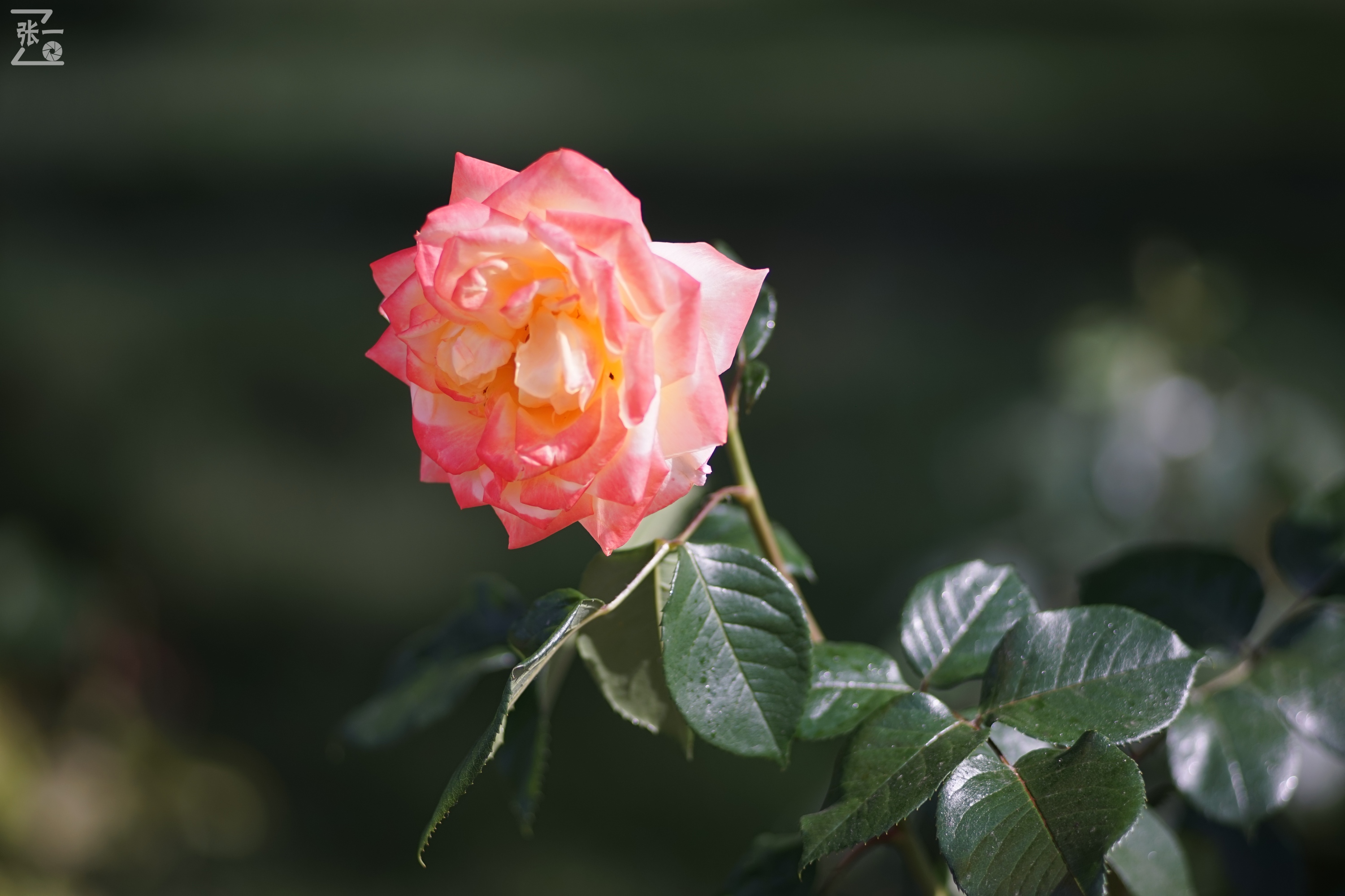 蔡司sonnar50毫米,蔡司sonnar镜头生产年份