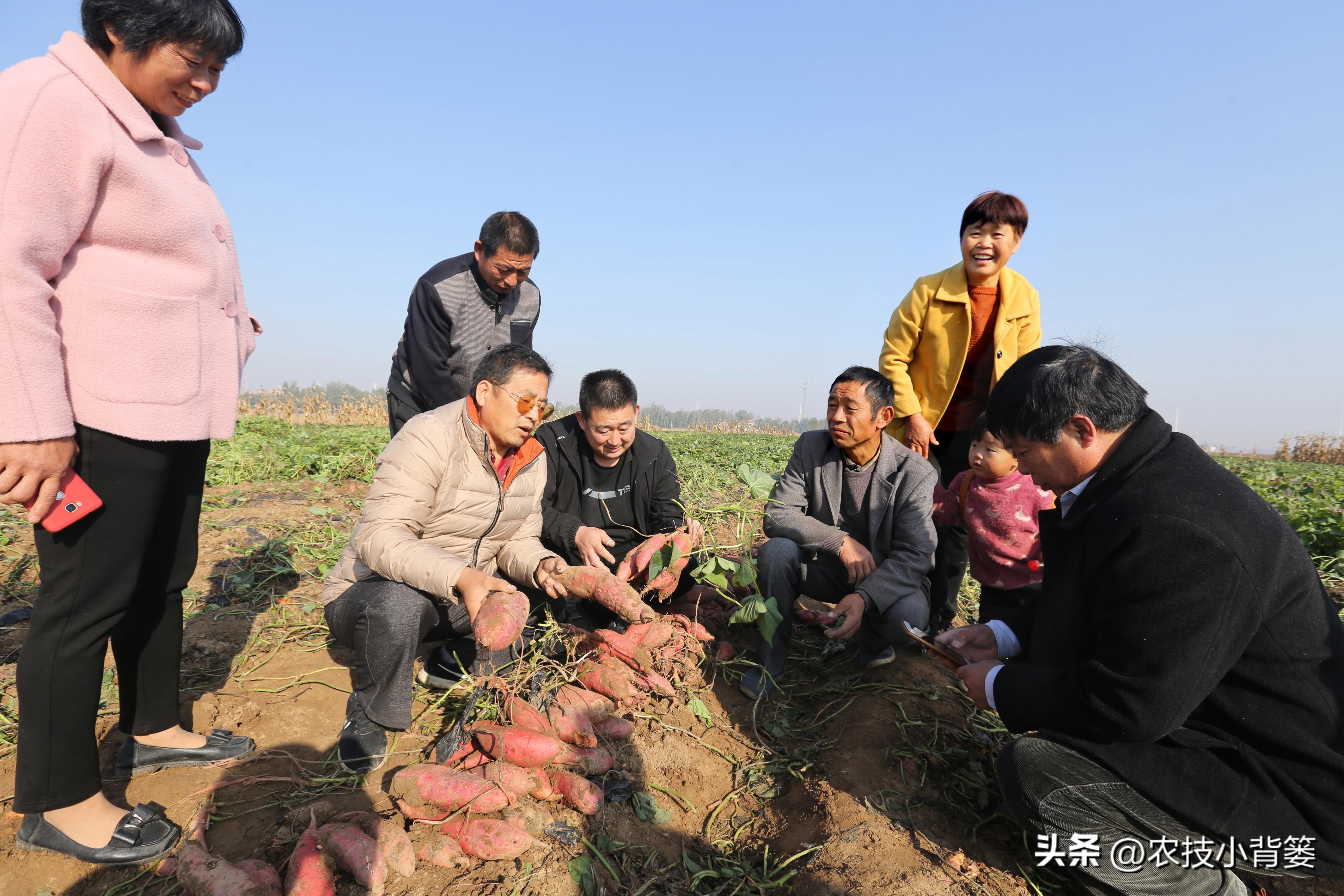 种地瓜如何日常管理高产,怎么种瓜种才高产呢