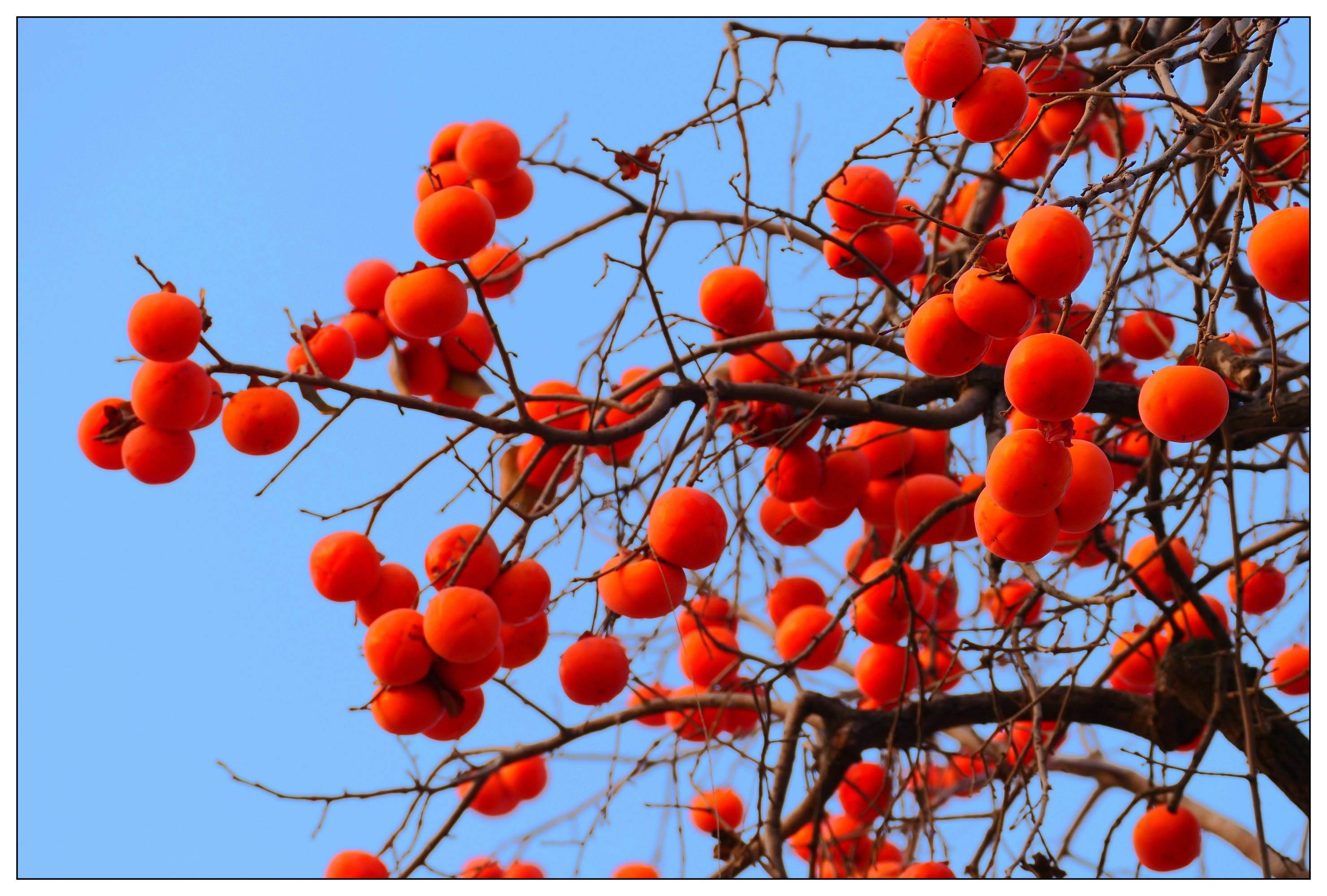 门前院子里种树有什么讲究,门前种树有什么风水禁忌呢