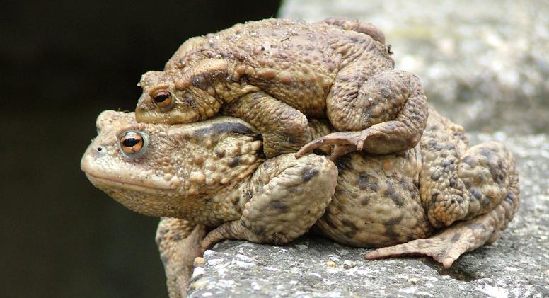 养殖中华大蟾蜍需要什么手续,蟾蜍的人工养殖成功了吗