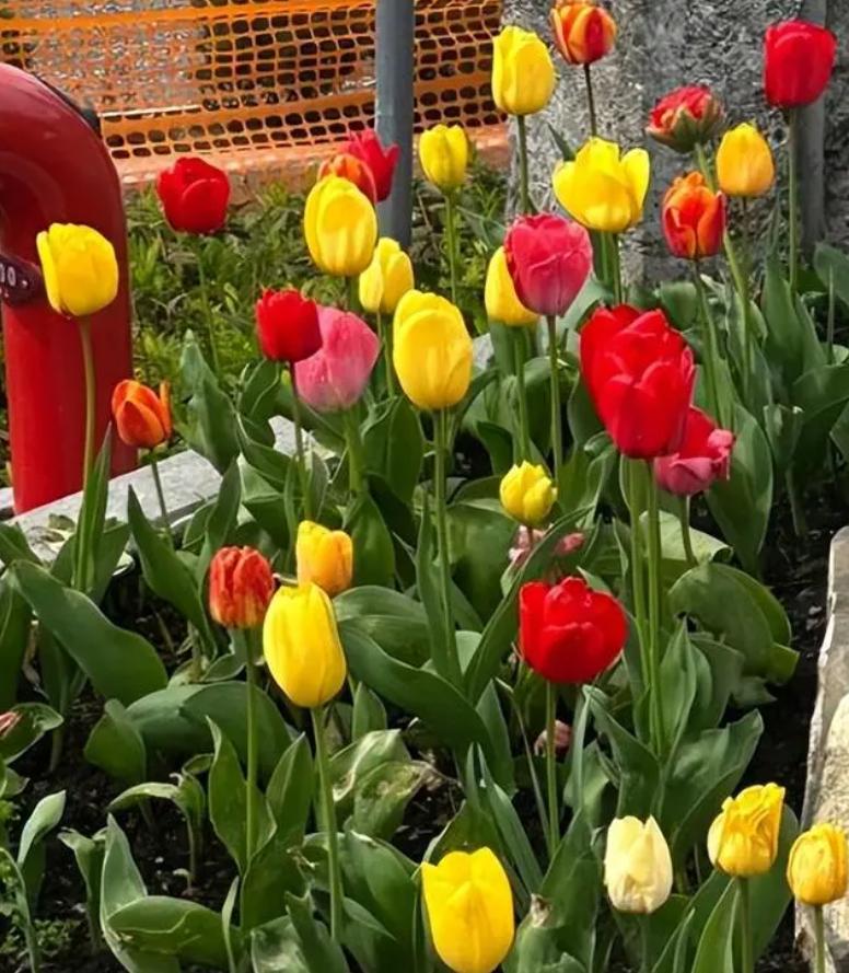 李嫣窦靖童消费,李嫣购物豪掷千金