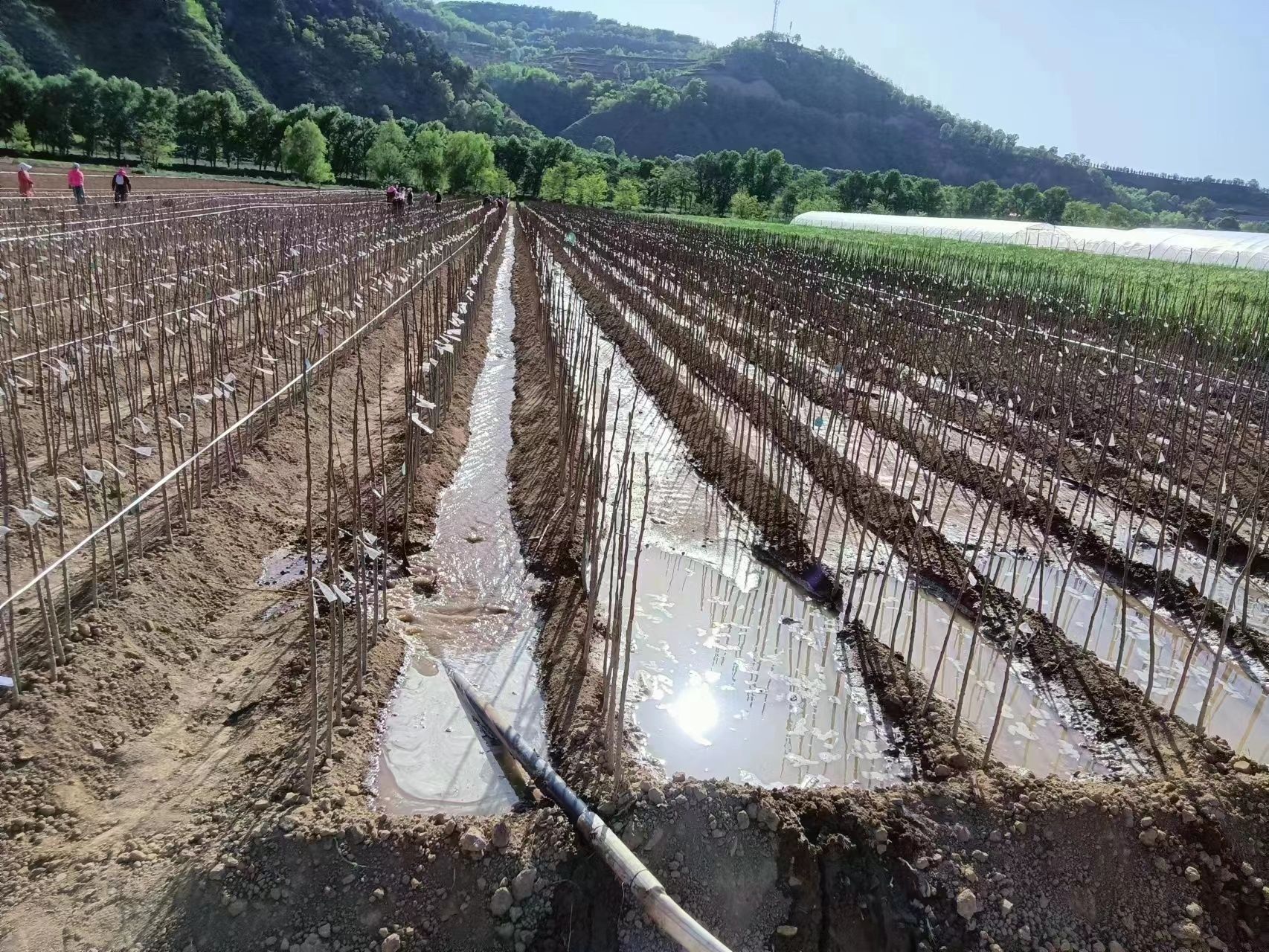 长武：“四聚四抓”苹果全产业链招商取得新突破