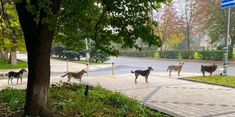 印度男子骑自行车去瑞典,印度男子跨越亚洲找爱情