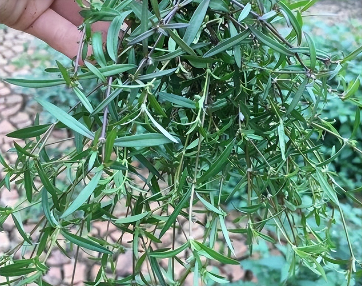 治蛇伤最好的植物,可以治蛇伤的植物是什么