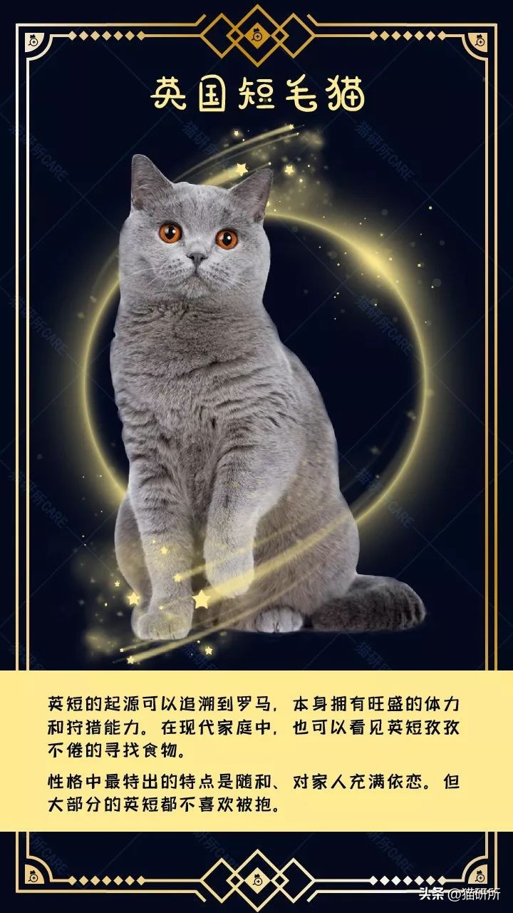 暹罗母猫和英短会生什么样的小猫,英短和暹罗配出来的猫大了什么样
