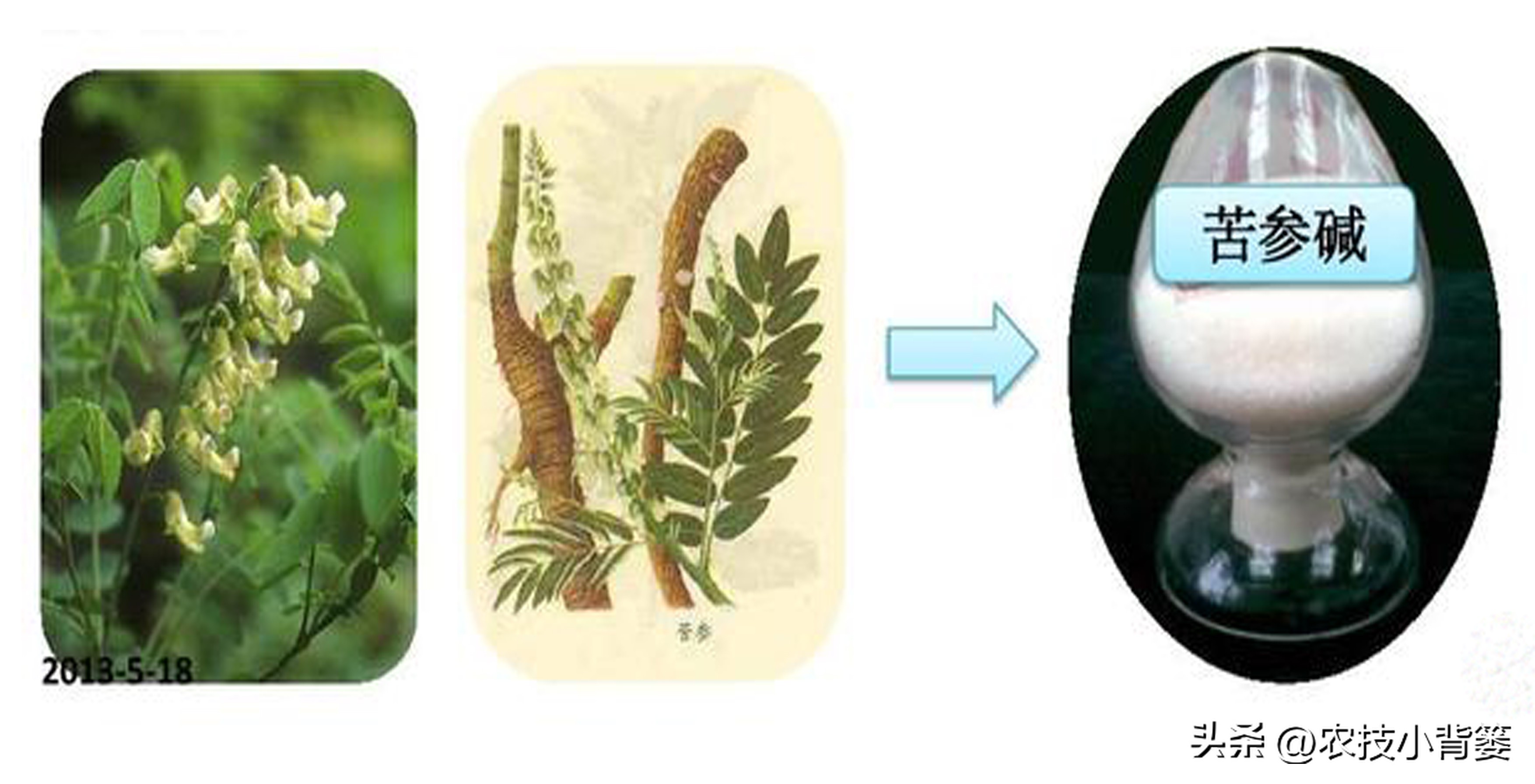 公认最好的对植物无害杀虫剂,植物广谱杀虫剂