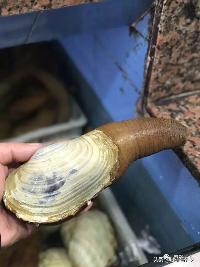 世界顶级海鲜食材,世界顶级的海鲜视频