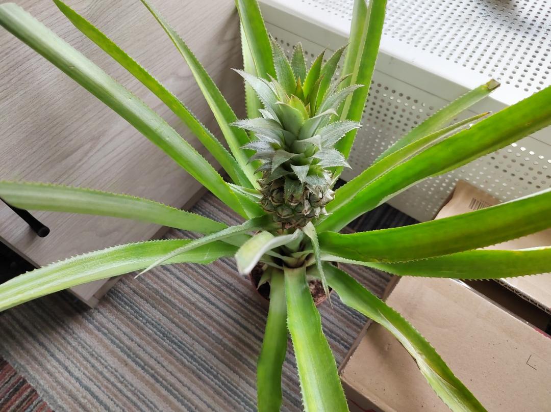 阳了以后吃什么补充营养,阳了以后身体虚弱怎么调理