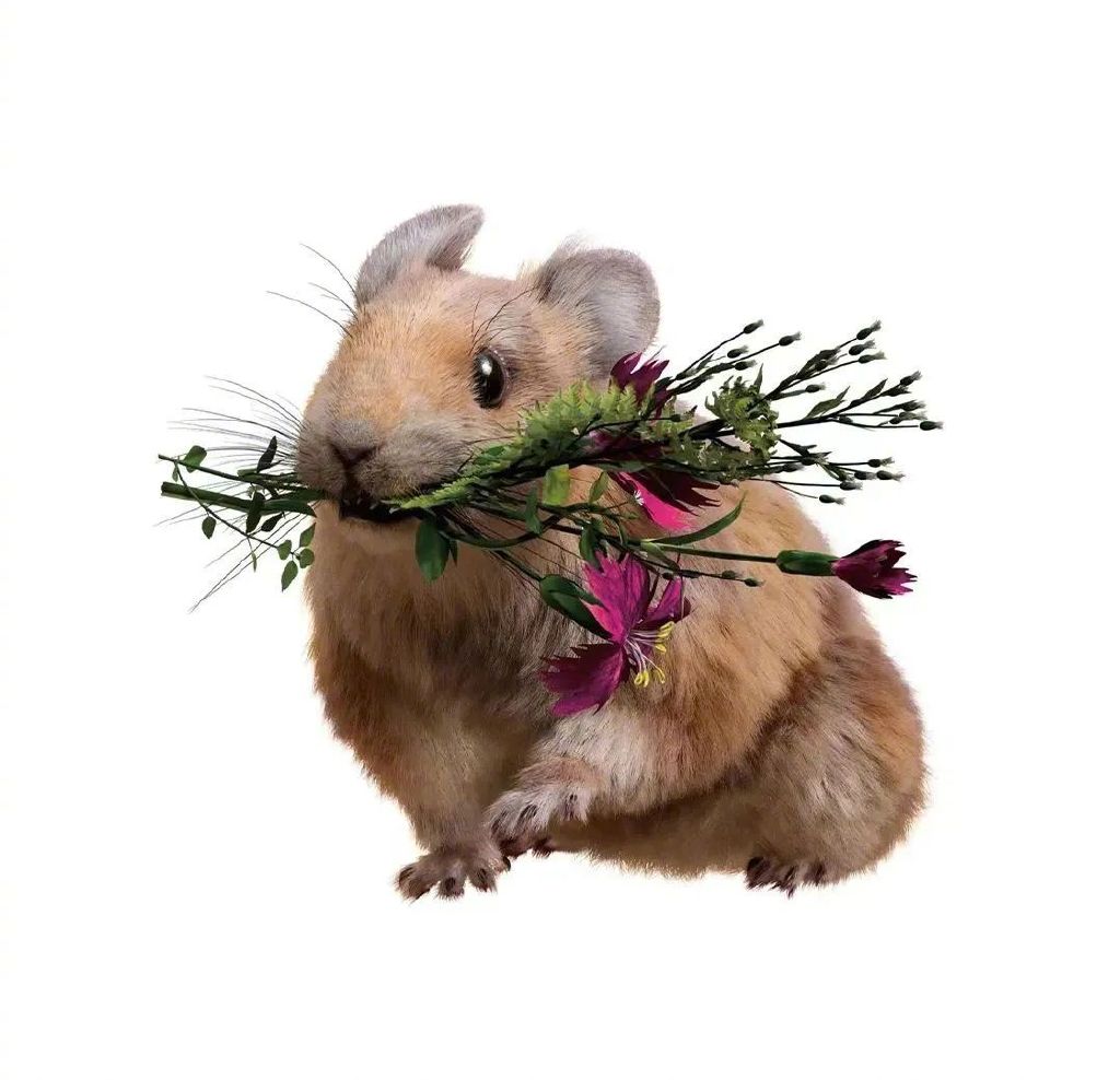 原来，你是这样的兔兔！｜网络中国节·春节