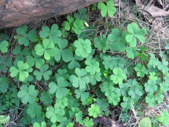 花园要打理得好先除杂草,春天草坪长杂草这样做除草更简单