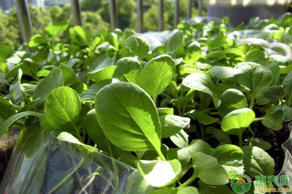 铜制剂可以防治哪些病害,铜制剂药剂都有哪些