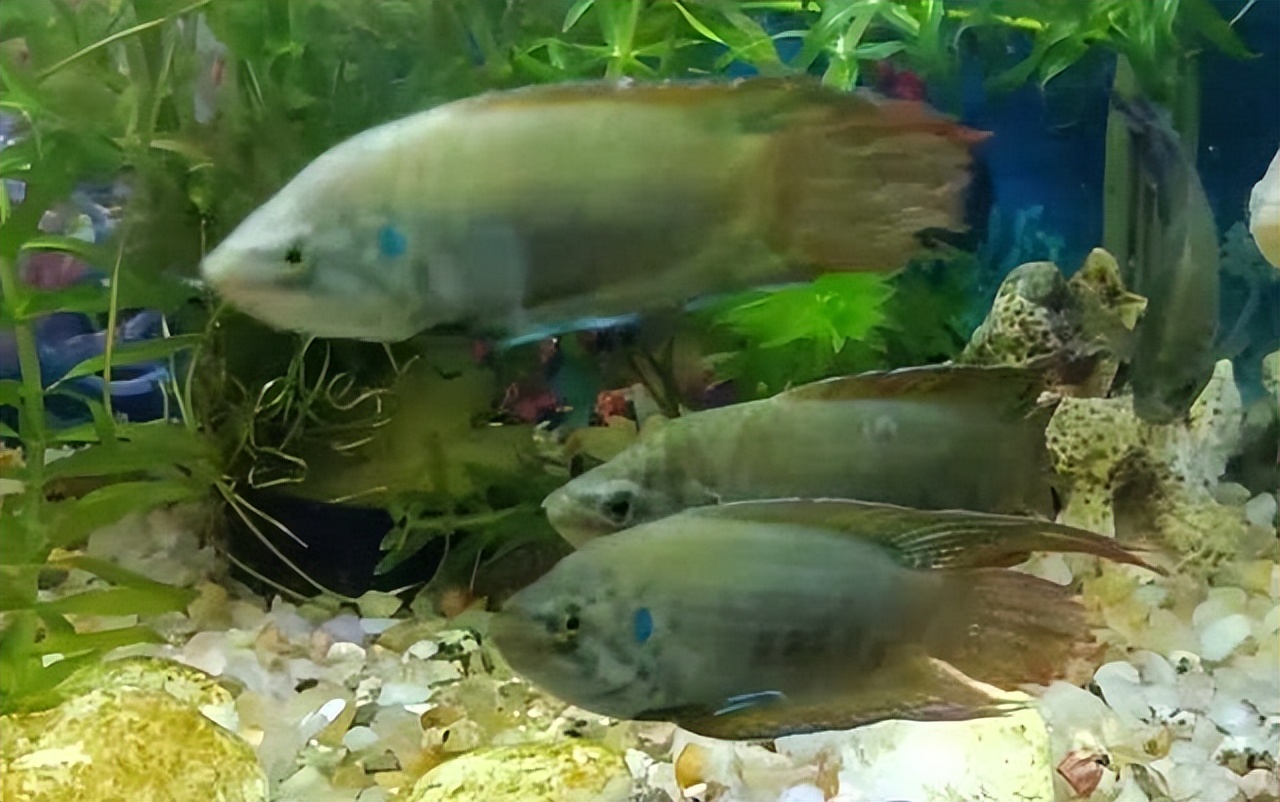 菩萨鱼曾经在农村经常见到，被当*鸡做**鸭零食，为啥现在很少见到？