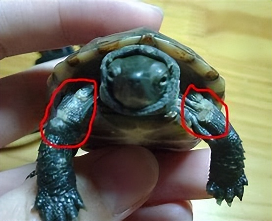 草龟怎么挑不是病龟,新手养龟避免入坑