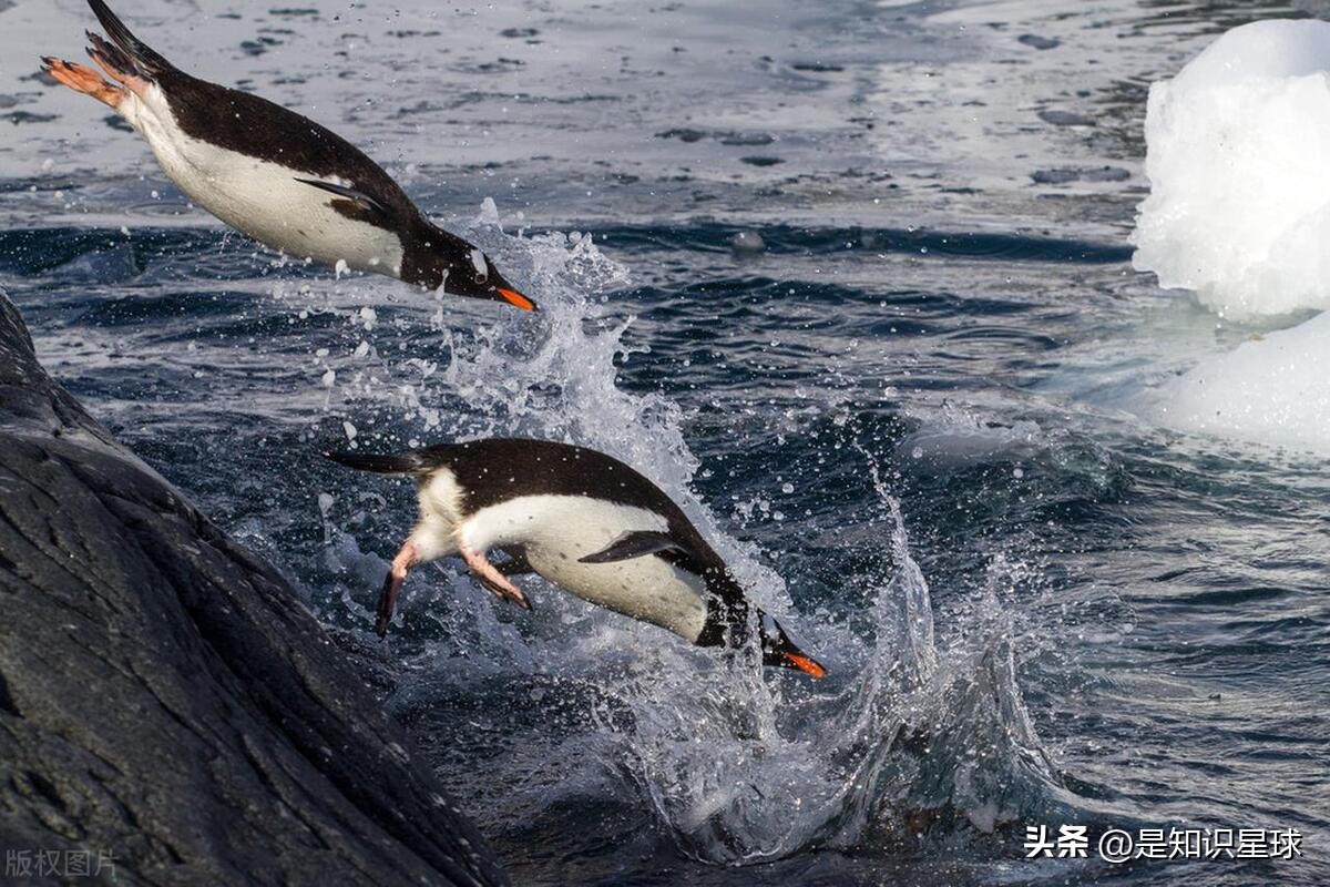 熊猫指头的特点,熊猫手指有几个指头