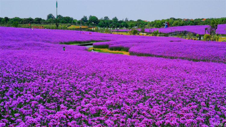 这种野马鞭草，在亚欧大陆均有分布，美似薰衣草，关注的人却不多
