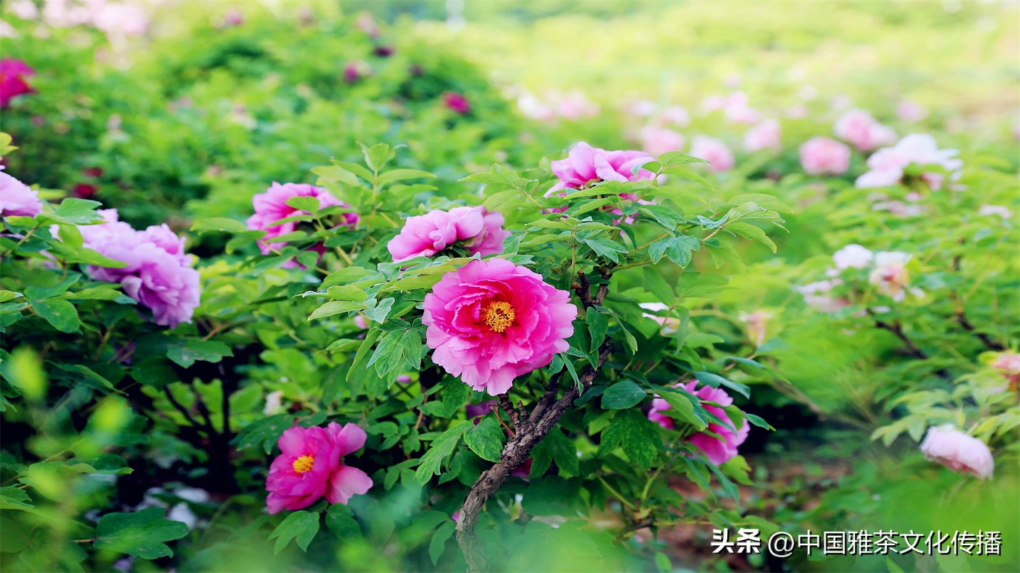 阡陌红尘岁月荏苒,阡陌红尘经典语录