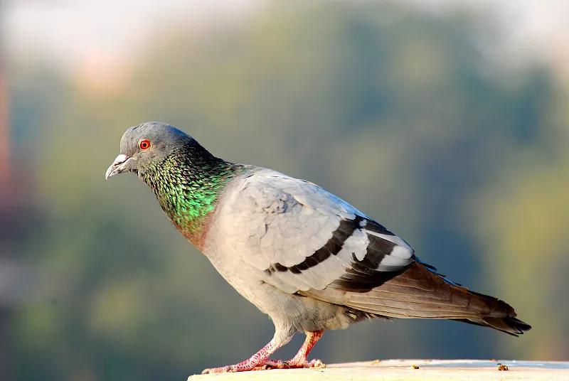 素食宠物食品,素食宠物零食有哪些品种