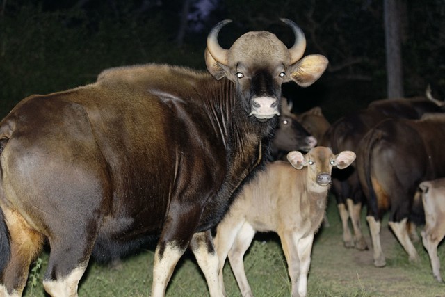 牛魔王闯进牛圈,云南牛魔王闯入农户牛圈