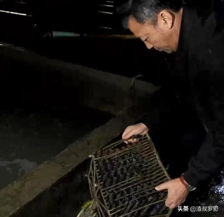 男子50元买海鲜发现是海洋活化石,一男子花10万买海参后续