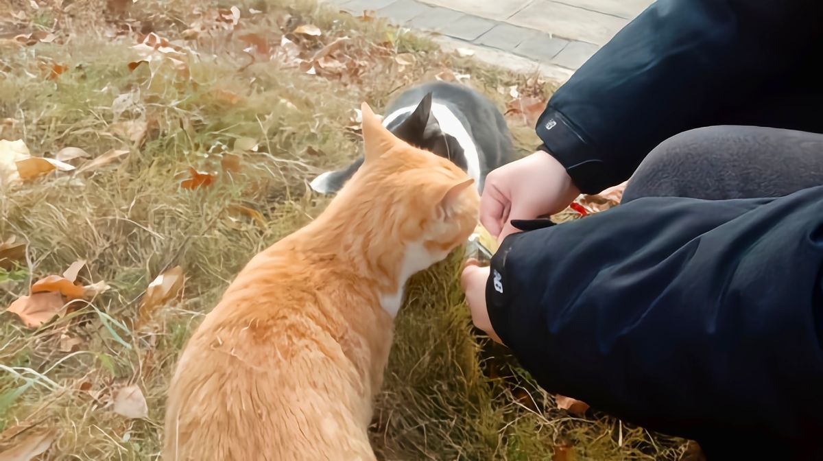 女子身上长虫医生拿镊子治疗,医生从女子腹痛取出长虫