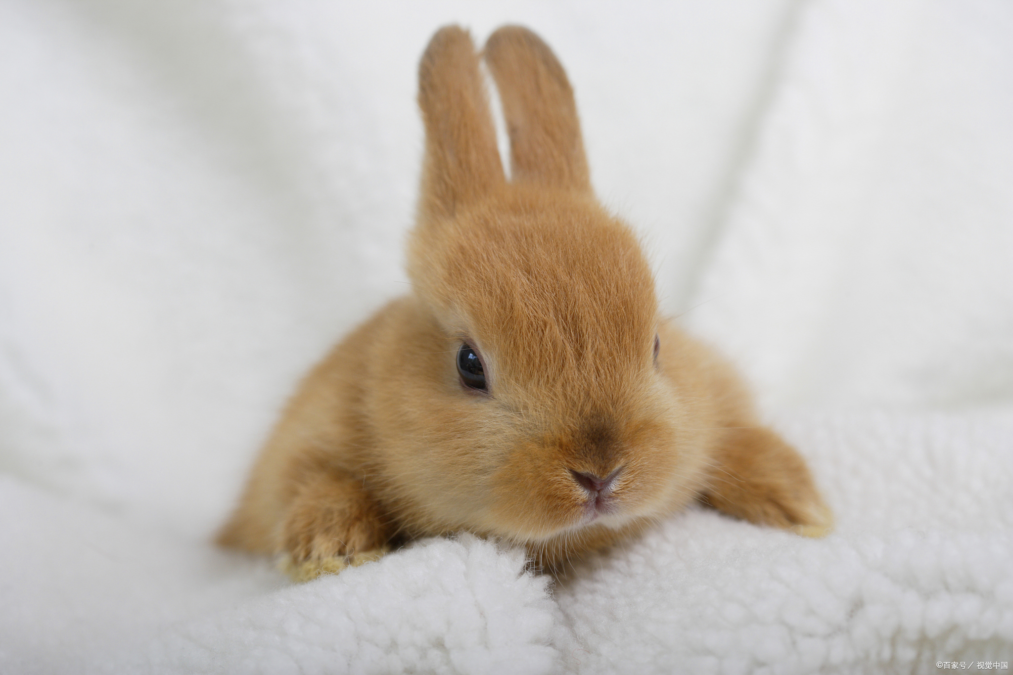 兔子不能洗澡怎么回事,兔子不能洗澡用什么清理