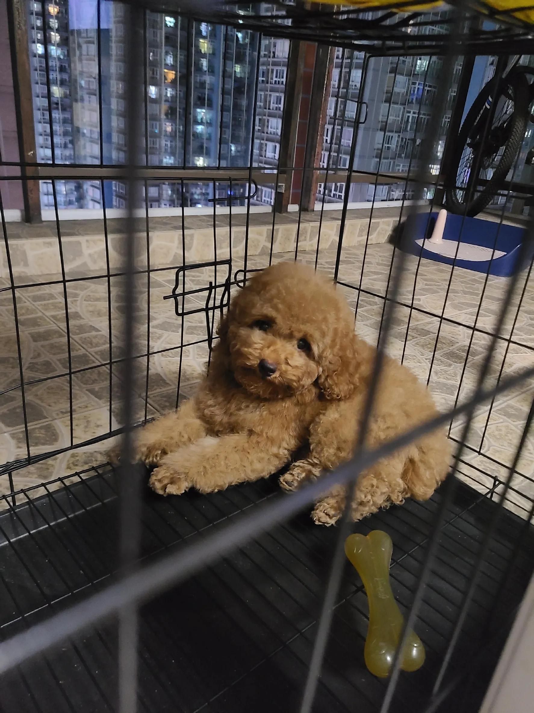 灰泰迪的成长史,一只泰迪的成长史