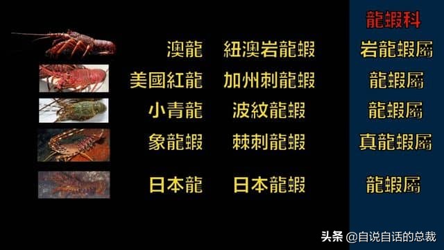 龙虾青龙和花龙区别,龙虾也是生物为什么我们要吃它
