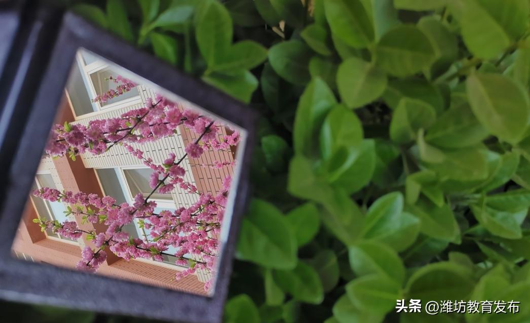 美！潍坊校园春景强势来袭